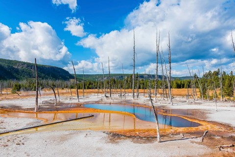 Dead trees at Opalescent Pool with mineral deposits