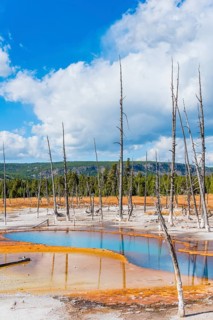 Dead trees at Opalescent Pool with mineral deposits