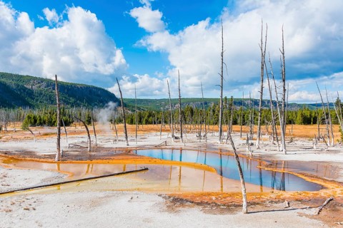 Dead trees at Opalescent Pool with mineral deposits