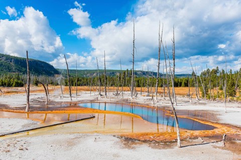 Dead trees at Opalescent Pool