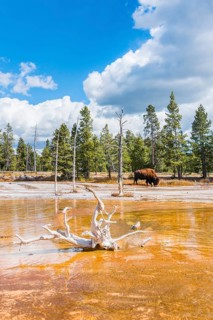 American Bison (Bos bison) grazes between dead trees at Opalescent Pool