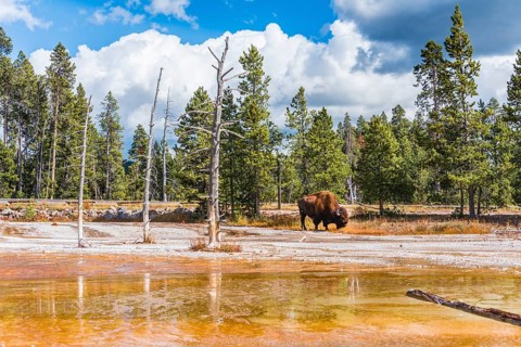 American Bison (Bos bison) grazes between dead trees at Opalescent Pool