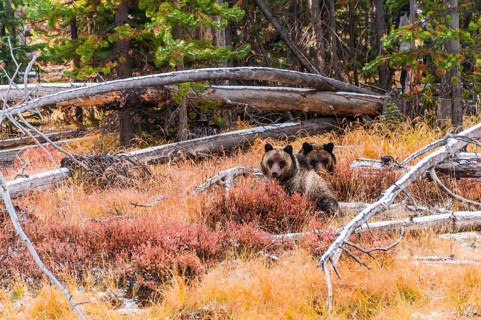 Two Grizzly bears (Ursus arctos horribilis)