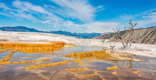 Dead trees on sinter terraces