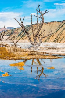 Dead trees on sinter terraces