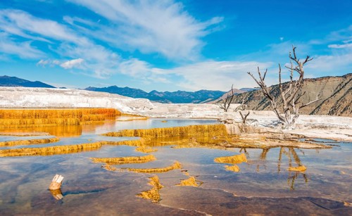 Dead trees on sinter terraces