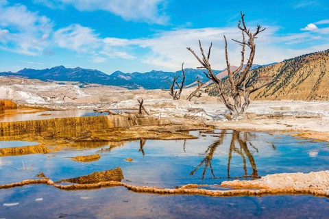 Dead trees on sinter terraces