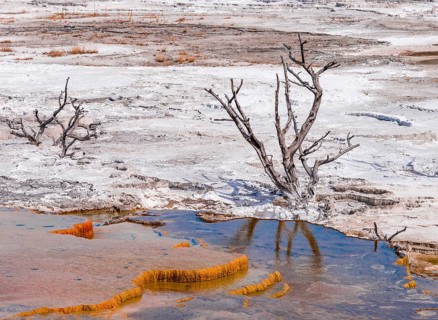 Dead trees on sinter terraces