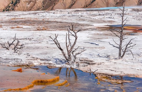 Dead trees on sinter terraces