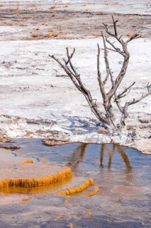 Dead tree on sinter terraces