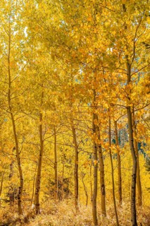 Autumn yellow aspen