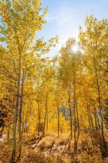 Autumn yellow aspen