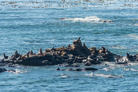 California sea lions (Zalophus californianus)