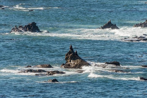California sea lions (Zalophus californianus) on a rock in the sea
