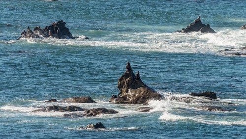 California sea lions (Zalophus californianus) on a rock in the sea