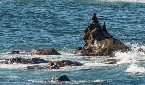 California sea lions (Zalophus californianus) on a rock in the sea