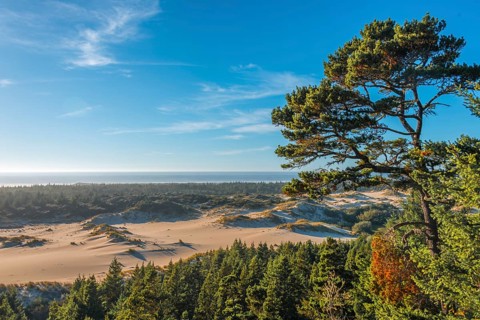 Partially wooded sand dunes on the coast