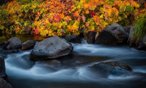Autumn vegetation on the McCloud River