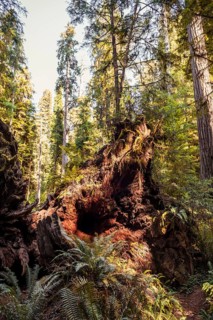 Roots of fallen coastal sequoia trees (Sequoia sempervirens)