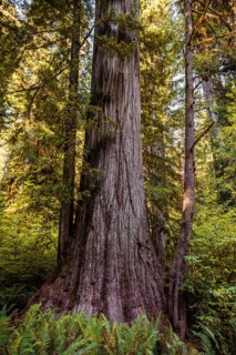 Sequoia sempervirense (Sequoia sempervirens)