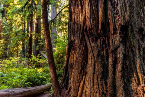 Thick tree trunk of the Sequoia sempervirens (Sequoia sempervirens)