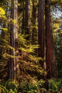 Coastal sequoia trees (Sequoia sempervirens)