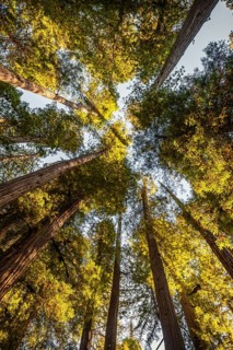 Coastal sequoia trees (Sequoia sempervirens)