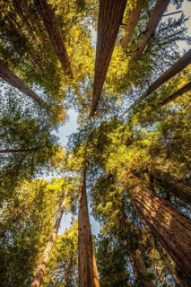 Coastal sequoia trees (Sequoia sempervirens)