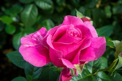 Pink Rose (Rosa)