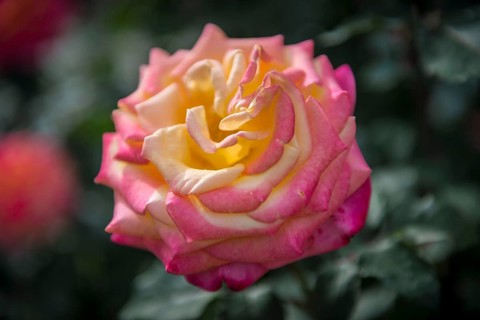 Rose (Rosa)