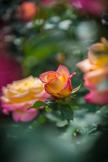 Rose (Rosa)