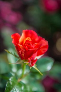 Red Rose (Rosa)