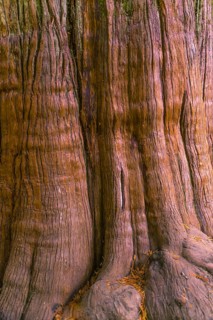 Bark of a tree