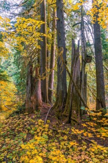 Forest with Western Red Cedar (Thuja gigantea)