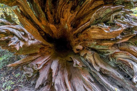 Roots of a fallen Western Red Cedar (Thuja gigantea) in a forest