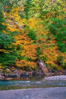 Deciduous forest with autumn colouring on a river