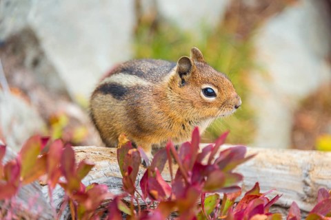 Golden-mantled ground squirrel (Callospermophilus lateralis) sitting