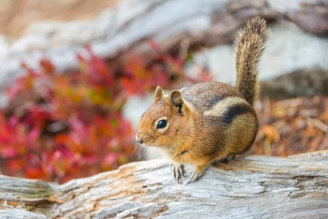 Golden-mantled ground squirrel (Callospermophilus lateralis) sits on a weathered tree trunk