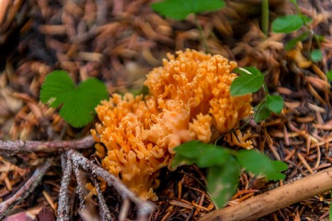 Yellow stagshorn (Calocera viscosa) at the forest floor