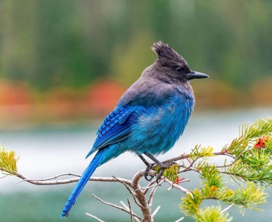 Steller's jay (Cyanocitta stelleri)