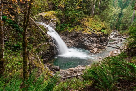 Small waterfall in a forest with dense vegetation