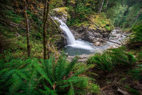 Small waterfall in a forest with dense vegetation