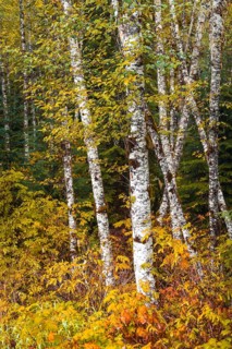 Autumn coloured bushes in birch forest