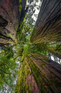 Redwood