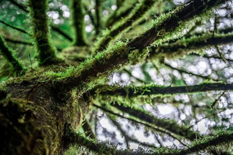 Branches covered with moss