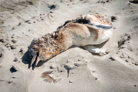 Dead Little penguin (Eudyptula minor) on the beach