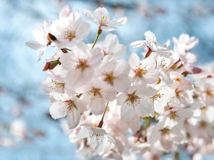 Cherry blossoms