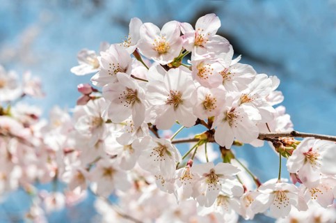 Cherry blossoms