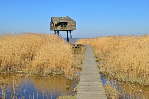Tower for bird watching