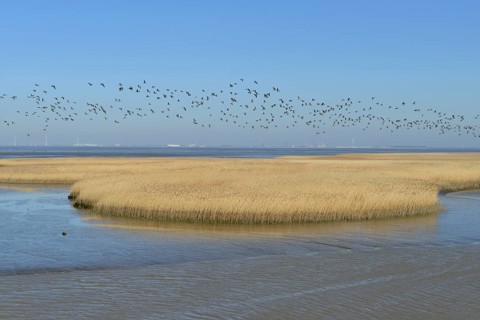 Flock of birds flying over reeds in shallow water